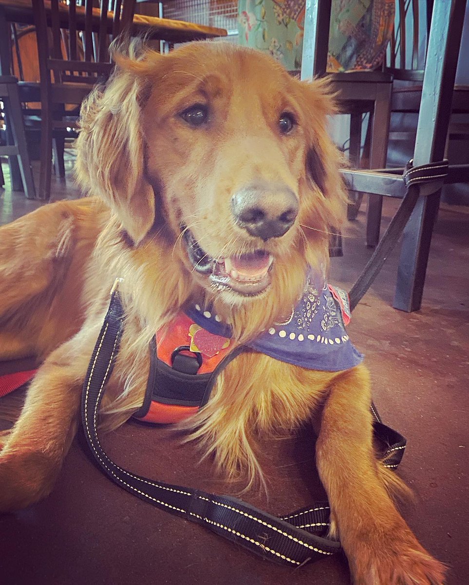 lisamckale's tweet photo. The boys 🐶 first run @widespreadpanichq #asheville. Good to be back JB… kiss the mountain air we breathe 🐶🍺🎸 #pursepretzel #ashevillepanic #widespreadpanic https://t.co/V7PCtIuncE