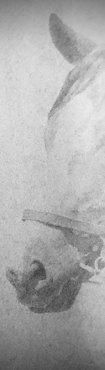 bethoc61's tweet image. #ContrastSensitivity