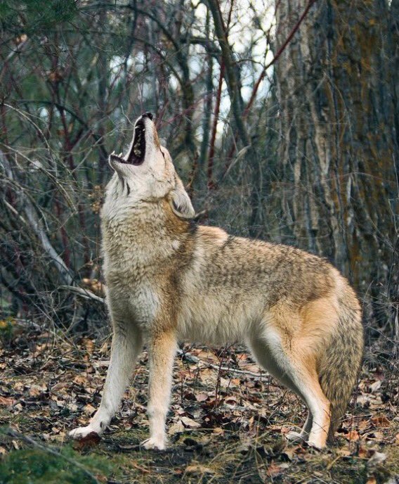 Prairie Ridge Boys Soccer tweet media