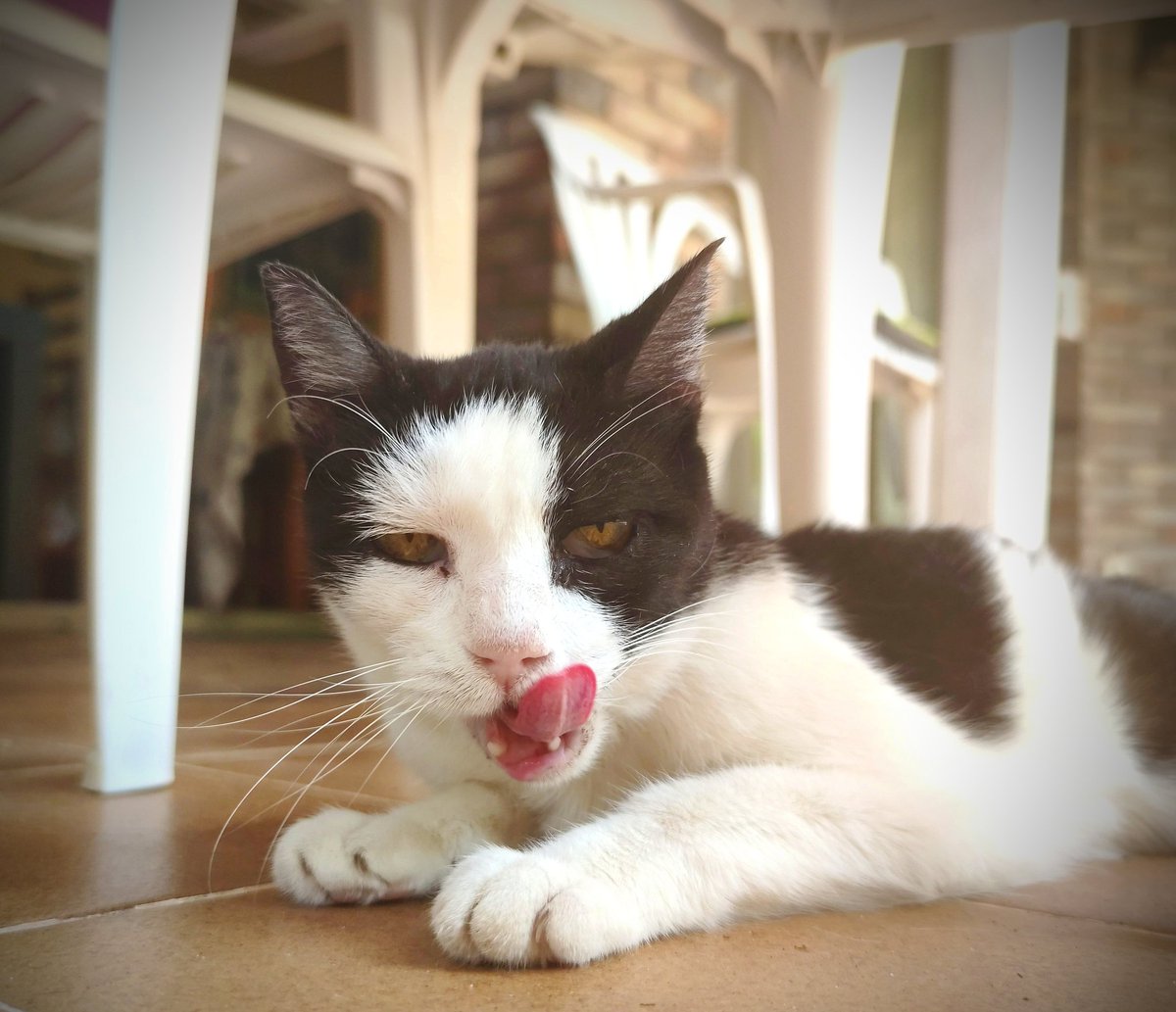 RealLifeCats1's tweet image. 😝 Catitude 😹 Actitud gatuna 😝
#oldkitty #catgrass #caturday #catsfollowers #instacat #catfluencer  #fy #fypシ #funnycats #furriends #catsphotography #gatosdivertidos #gato #gat #gats #gatita #lengua #lenguabifida #gatos #blancoynegro 
📸--Lluna 😍😍