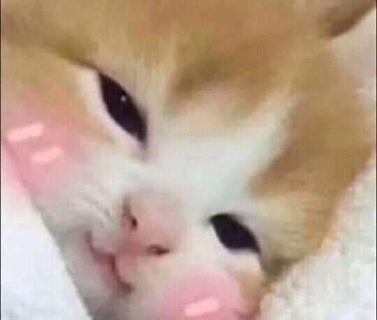 Stawp it you cute, adorable slut