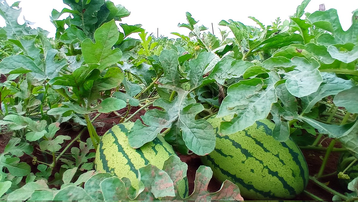 Өглөөний мэнд ☀дагасан болгоныг дагадаг нь энд цуглаж дагалцья. #RT🔁 хийж #Like❤️ дарсан бүхнийг заавал эргэж дагах болно.🙏 Сэлэнгэ аймаг Зүүнбүрэн сум.