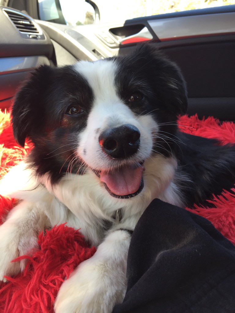 ellenlikesbikes's tweet image. I don’t think it’s legal for a dog to be this cute. @darth