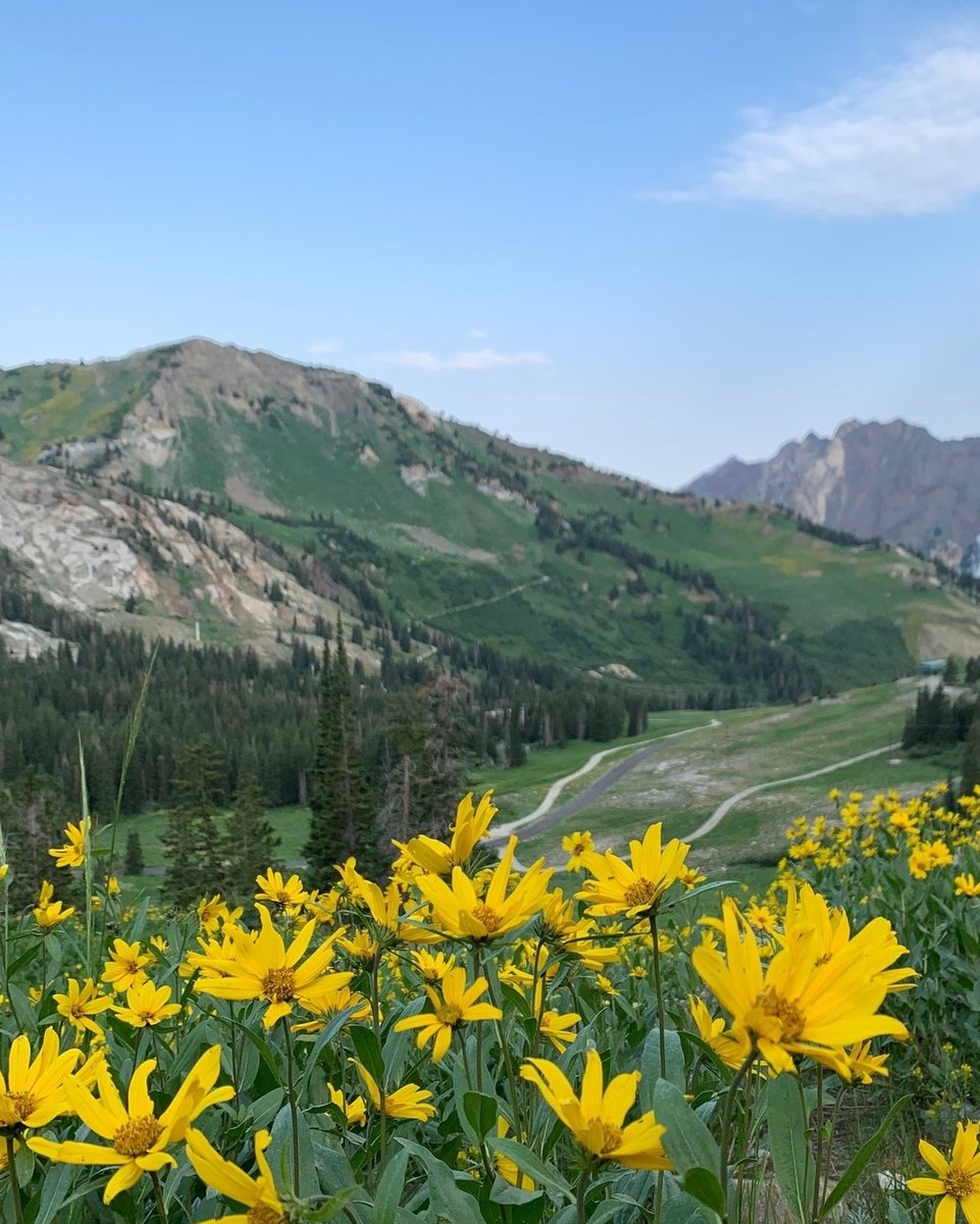 Hiking amongst the wildflowers. 

#alta #altautah #discoveralta #altaskiarea #utahsports #utahlove #traveling #staylocal #wintertravels #utahmountains #visitutah #wintervacation #utahrocks #traveling #rustlerlodge #skialtaskirustler