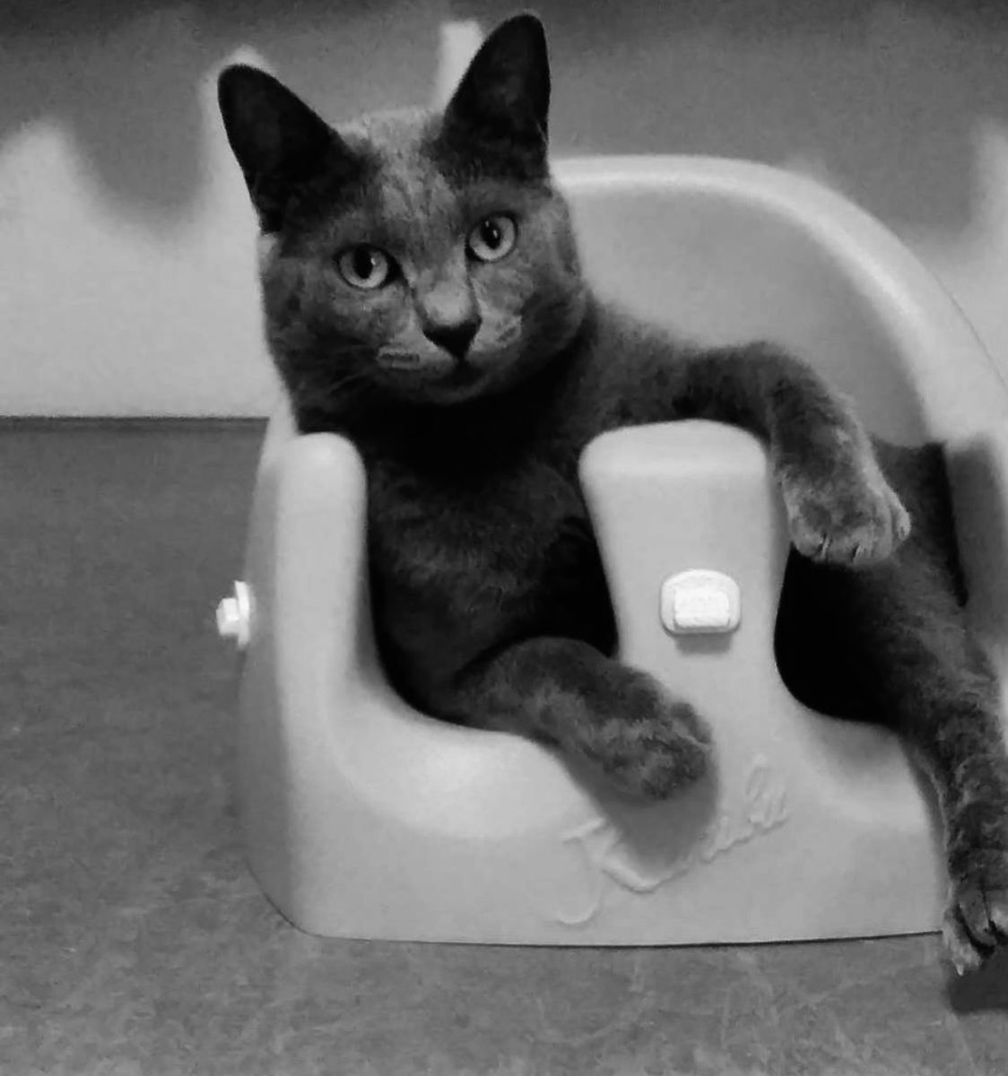 7283Small's tweet image. うちの猫ちゃんの中で、
1番人みたいな猫🐱
ダンボにおすわり