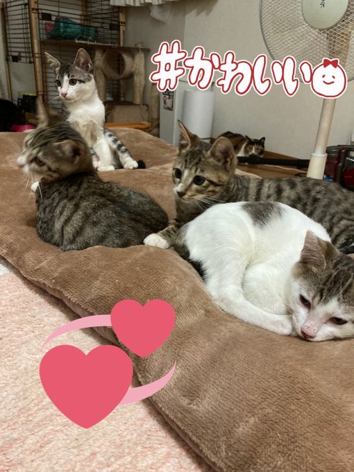 さぽらんてのtwitterイラスト検索結果