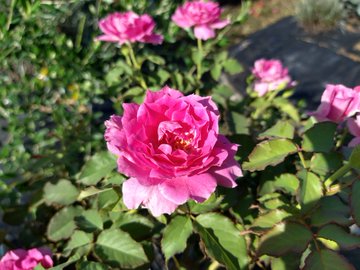 絆の花 オレンジのバラの紹介 １００種類以上から選んだお勧め品種 ローズフェスタ 五感で楽しむ薔薇の広場