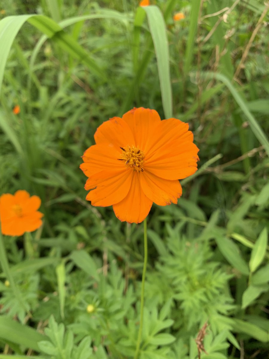 千葉県立行田公園 على تويتر 8月12日の誕生花のひとつ キバナコスモス 花言葉は 野生美 幼い恋心 黄色やオレンジ色の花は見ているだけで元気がもらえますね 千葉県立行田公園 على تويتر 8月12日の誕生花のひとつ キバナコスモス 花言葉は 野生美 幼い恋心 黄色やオレンジ色の花は見ているだけで元気がもらえますね
