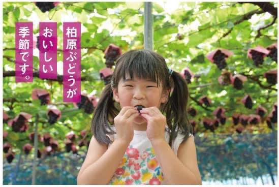 柏原ぶどう 柏原ぶどう