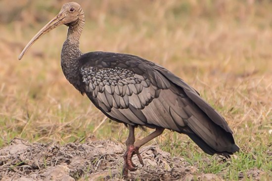 PakinCambodia's tweet photo. ~Giant Ibis
(#ត្រយងយក្ស ឬ #ឪលើក) is the national bird of #Cambodia.The local name for Giant #Ibis in #Preah #Vihear is ‘#aoleuk’ after it’s mournful call.
@PeacePalaceKH
#nationalheritage #phnompenh #pakistan #biodiversity #birds #nature #nationalbird https://t.co/EjYPtlWdrd