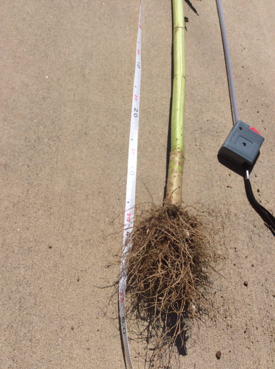 Sizuku カーチャン 国華園さんで買ったひまわりタイタンを収穫 大き過ぎて私のメジャーじゃ測れなかったのでトーチャンの工具箱から巻尺を拝借 根っこまで入れたら250cm超えてるかな