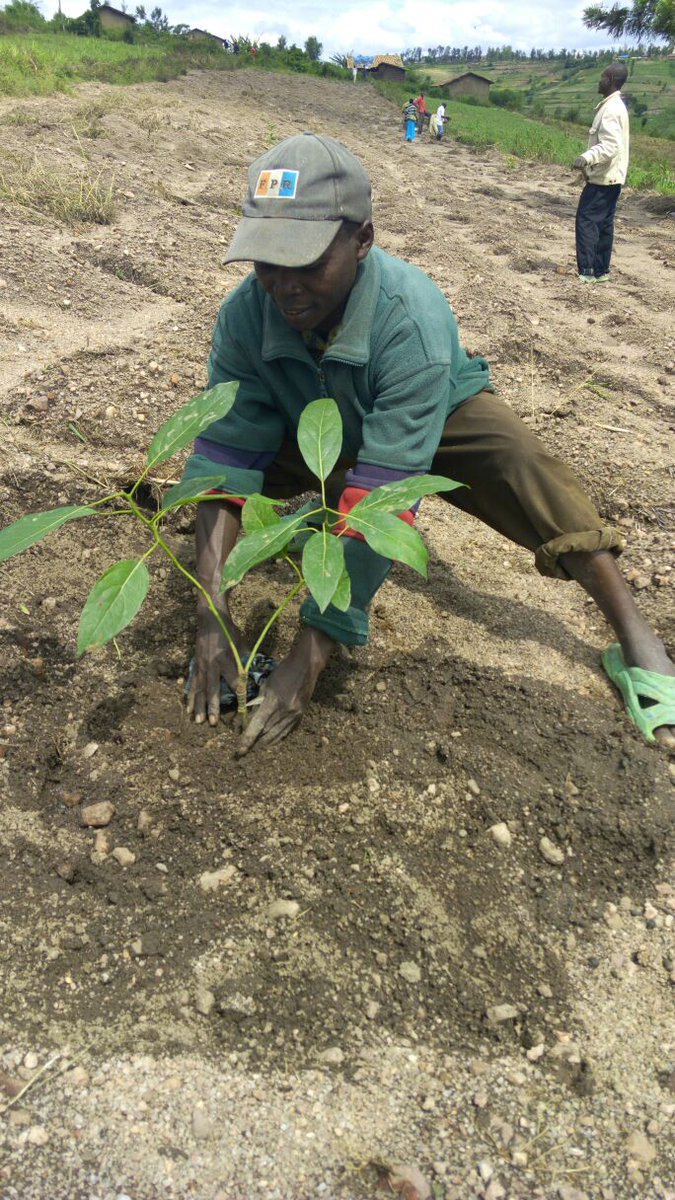 RwandAgriExport's tweet photo. Uri umuhinzi w'imbuto? Waba ushaka gutangira ubu buhinzi? NAEB yaguteguriye ikiganiro ku buhinzi bw'imbuto. Haribandwa ku buryo bwo kuzihinga kinyamwunga ndetse no kurwanya ibyonnyi n'indwara byibasira ibiti by'imbuto. Ni mu kanya kuri @Radiorwanda_RBA saa 7:00am! Ntucikwe. https://t.co/bZcVZiCLWD