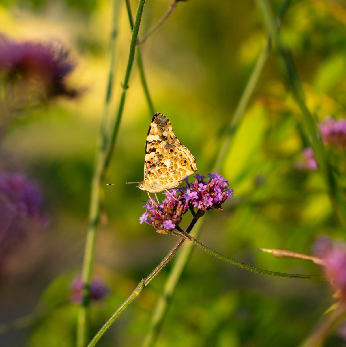 sdremthix's tweet photo. 'Butterfly Effect'
#butterfly #butterflyflyaway #butterflyphotography #butterflyinsect #butterflyflower #butterflygarden #butterflylove #butterflyworld #butterflybeauty #insectphotography #insect #macro #macrophotography #serbiaphotography #nikonphotography #staysafe #sdremthix https://t.co/HEYtVdmo8p