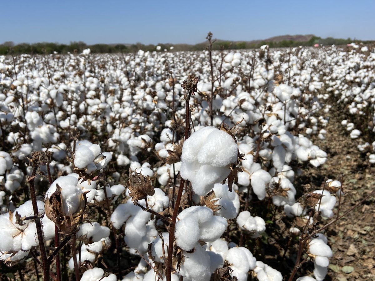 David Pfeiffer tweet media