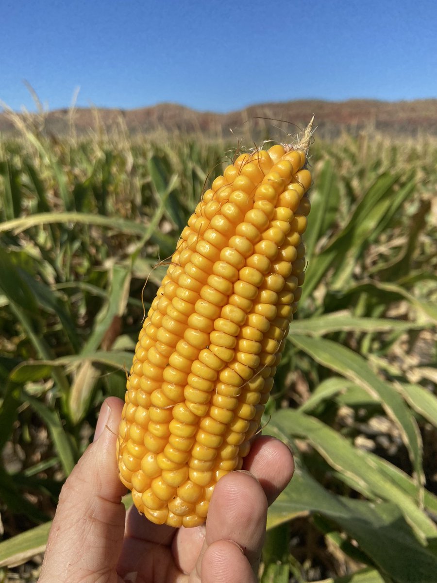 David Pfeiffer tweet media