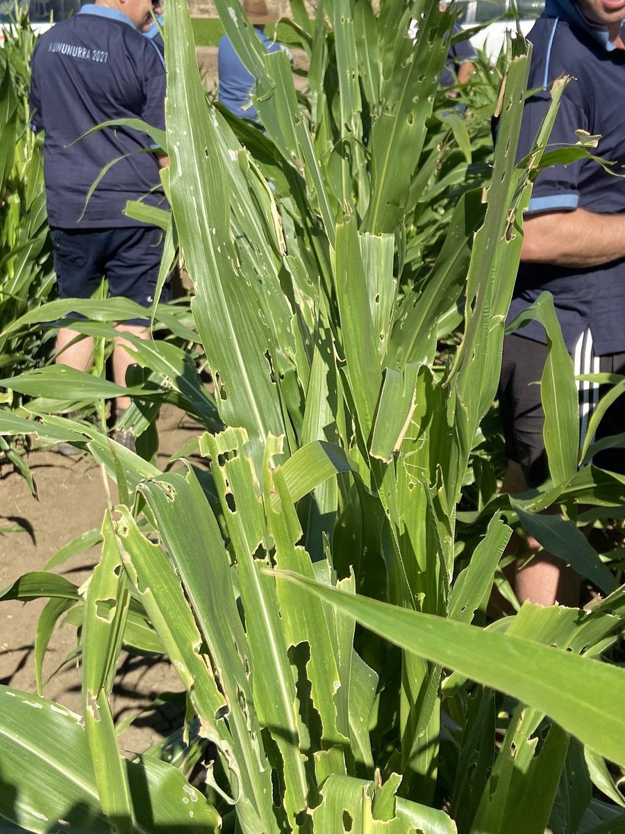 David Pfeiffer tweet media