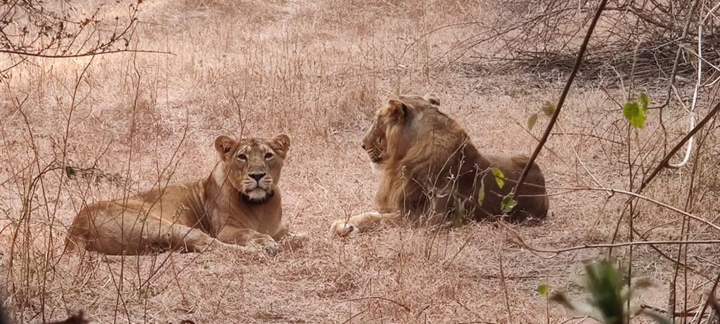 India is home to the #AsiaticLions that wander our wild free, with all their majesty & might.

On this #WorldLionDay, let us all take a moment to acknowledge the great work being undertaken by all the lion conservationists in increasing the lion count in our country.
Pic: Gir