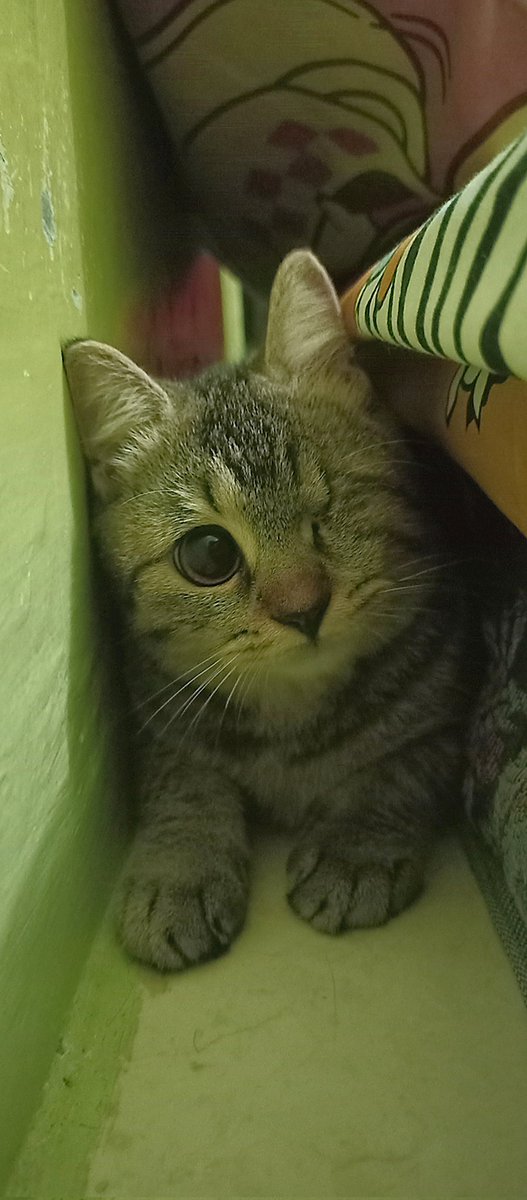 ZOO_FESS's tweet photo. zoo kak jangan bilang2 mami ya aku di sini🤫 https://t.co/GzZqu5XrJA