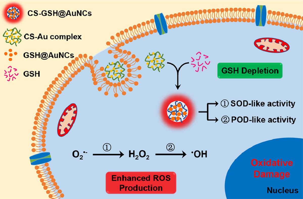 ChinChemLett's tweet photo. In situ synthesis of #RedFluorescent #GoldNanoclusters with enzyme-like activity for oxidative #StressAmplification in #ChemodynamicTherapy. @ELSchemistry
Read it: https://t.co/ByMdquh21d https://t.co/uUfUAiIwt0