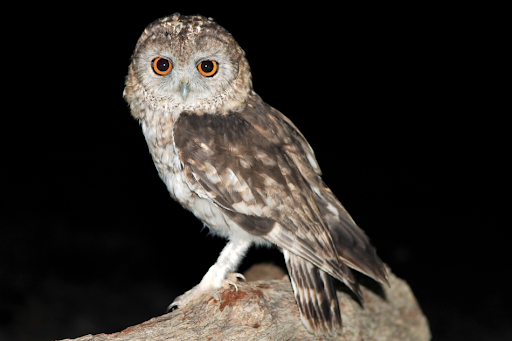 owloftheday's tweet photo. Today's Owl of the day is the Omani Owl (strix butleri) !! They are native to Oman, Iran, and the United Arab Emirates. https://t.co/W6cmXIA9df
