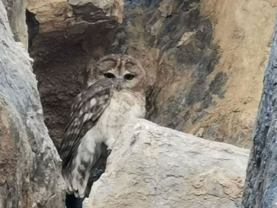 owloftheday's tweet photo. Today's Owl of the day is the Omani Owl (strix butleri) !! They are native to Oman, Iran, and the United Arab Emirates. https://t.co/W6cmXIA9df