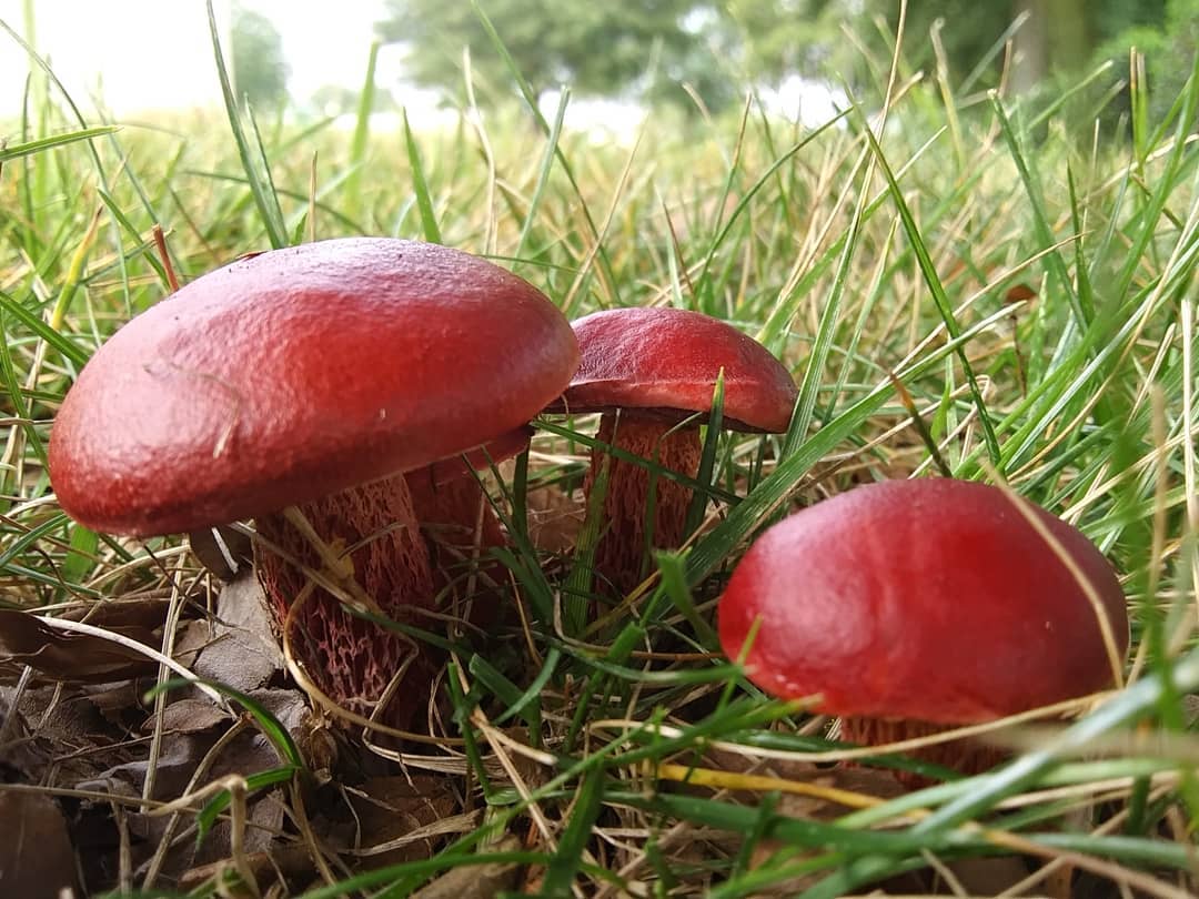 Contact snap:snapchat.com/add/dublin_can…
#magicmushrooms #forestfloor #fungi #naturenerd
#designinspiration #plantmedicine #fungilove
#mushroomhunters #mycophile
#mushroomsofinstagram #setas #naturegram
#mushroomsociety #mushroomhunting #mycology
#naturaleza #mushlove #wildcrafting