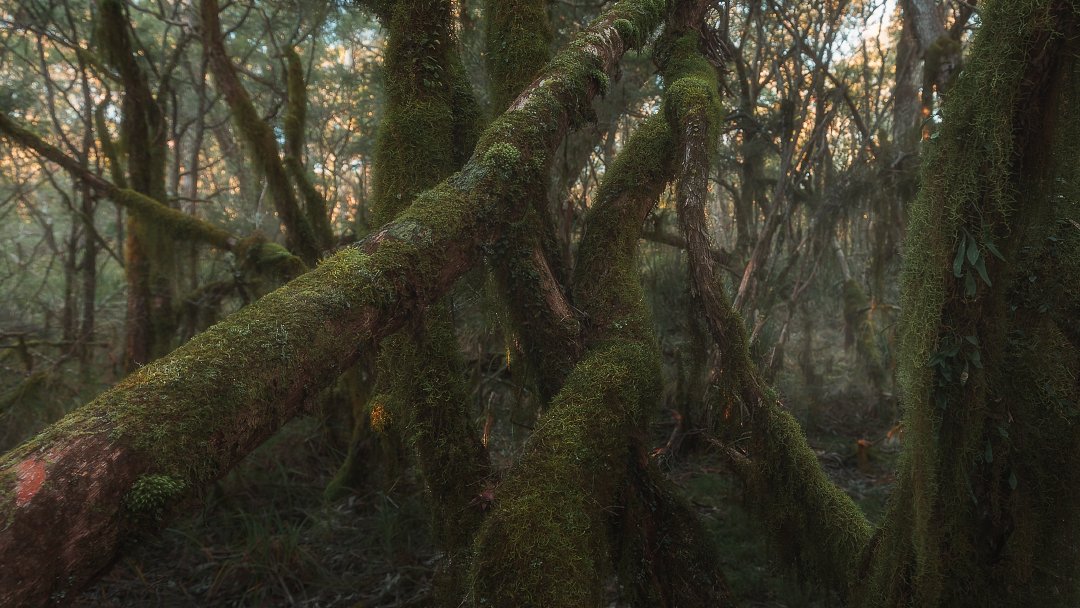 barbeau_matt's tweet photo. My happy place. This is another shot from the woodland series I've been working on. More gnarly forest scenes to come. Hope you dig em 🤘
#Australia #WoodlandsAndForests
#gnarlytrees #landscapephotography #myhappyplace https://t.co/4dYpZ7RfzL
