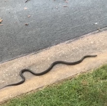 Rebel without a clue tweet media