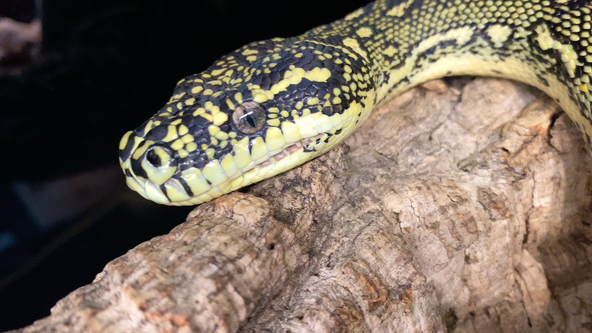 habaero946's tweet image. ダイヤモンドパイソン

#diamondpython 
#Inlandcarpetpython
#Ballpython
#Whitelippedpython
#bloodpython 
#AngolanPython
#greentreepython