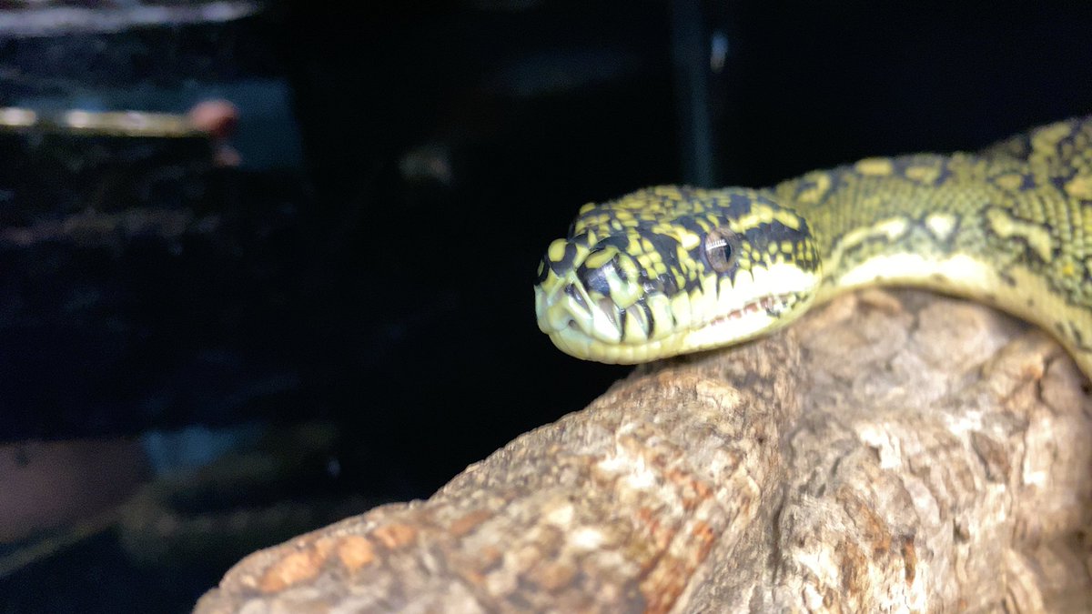 habaero946's tweet image. ダイヤモンドパイソン

#diamondpython 
#Inlandcarpetpython
#Ballpython
#Whitelippedpython
#bloodpython 
#AngolanPython
#greentreepython