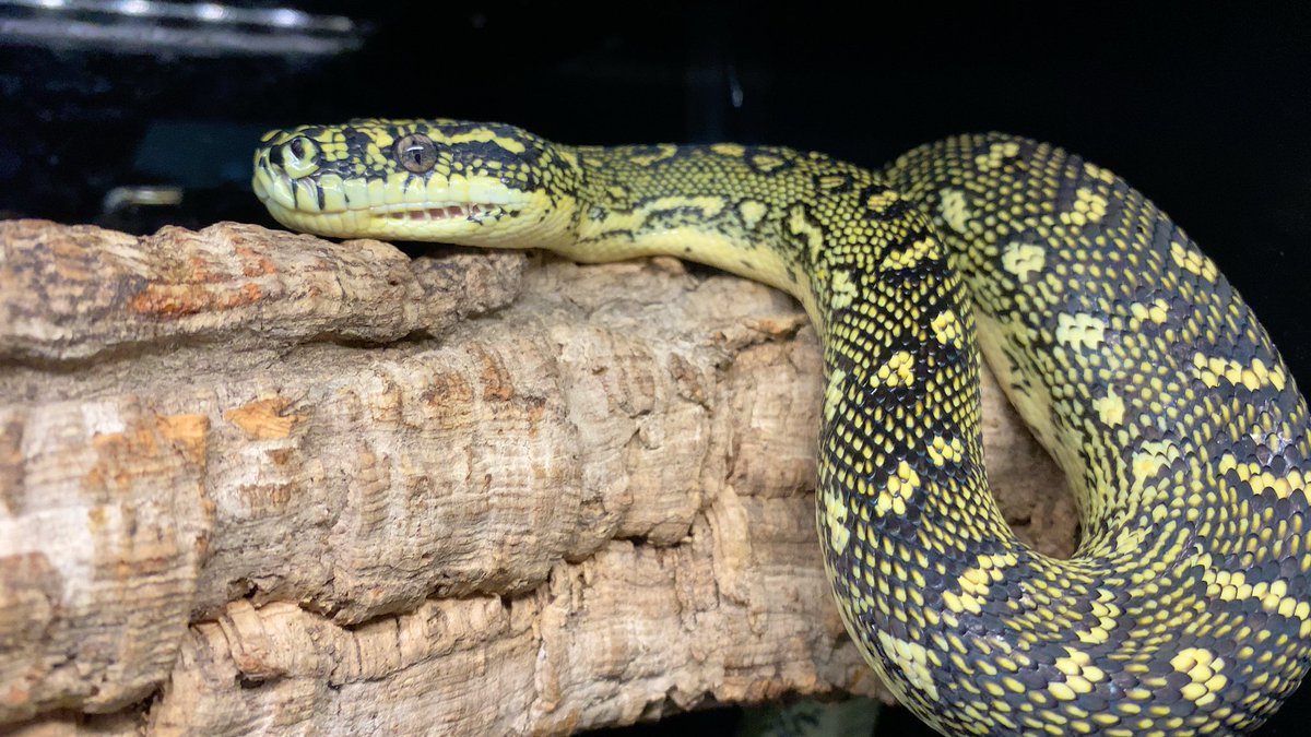 habaero946's tweet image. ダイヤモンドパイソン

#diamondpython 
#Inlandcarpetpython
#Ballpython
#Whitelippedpython
#bloodpython 
#AngolanPython
#greentreepython