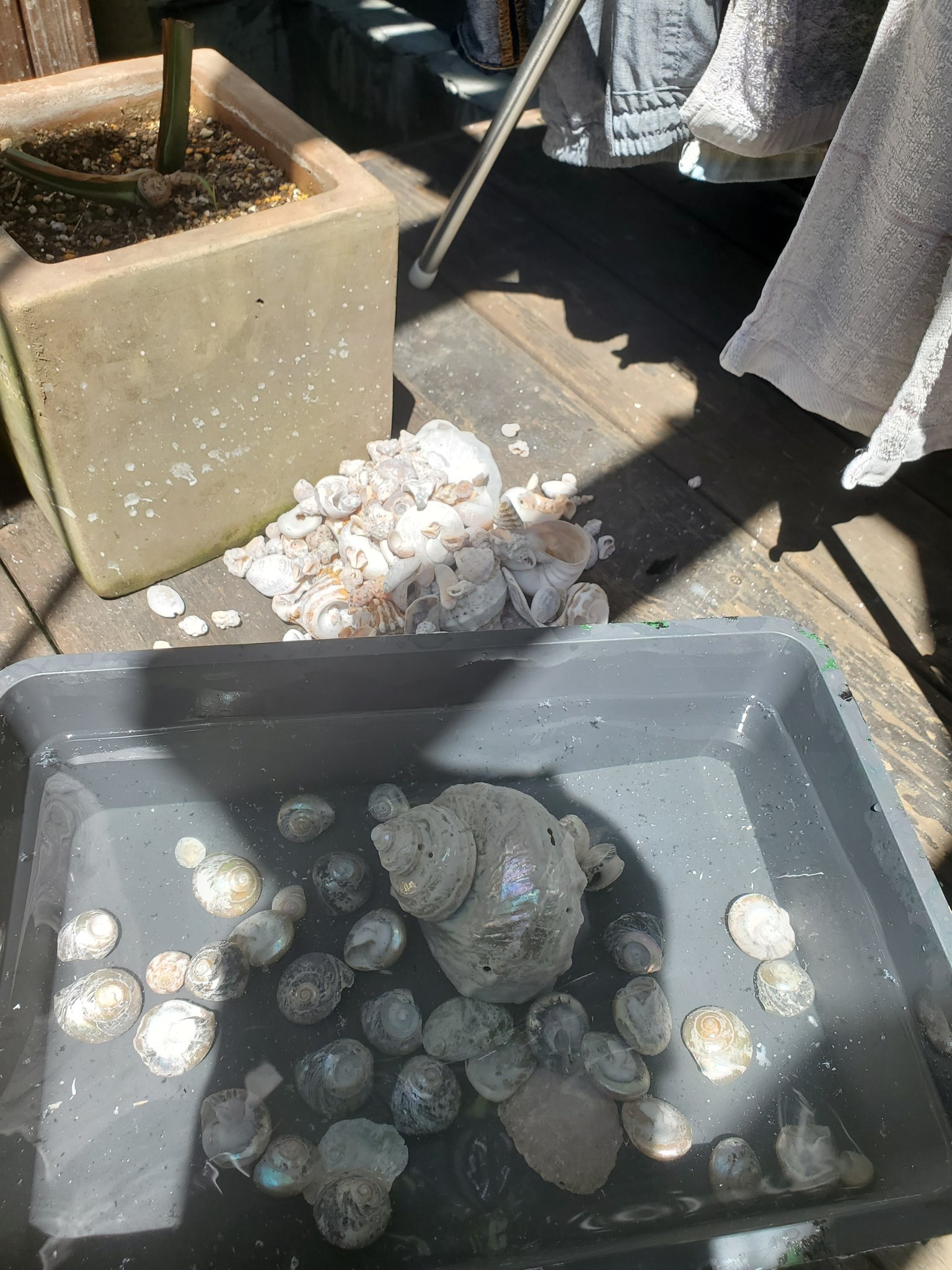 湘南めだか雑貨 おっち 家にこの海で拾った貝殻あるけどこれって牡蠣殻じゃなくても浄化効果あるのかな とりあえず暇だからこの貝殻をピカピカにしようかと 暇潰し T Co U3asxa6tlr Twitter