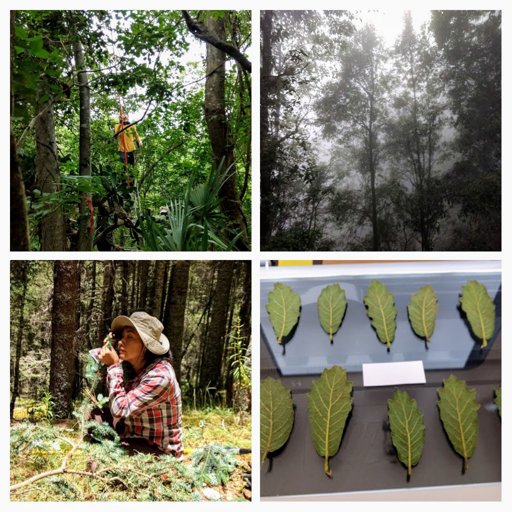 Letymg10's tweet photo. So happy and proud to share our paper with @BioGeoKreft,@DylanJCraven,@NathalyR_GR
Functional diversity and redundancy of tropical forests shift with elevation and forest-use intensity
Along a 3500 m elevational transects in Mexico.
🌳⛰️🥳
DOI: 10.1111/1365-2664.13955 https://t.co/8ZrKLWWRC7
