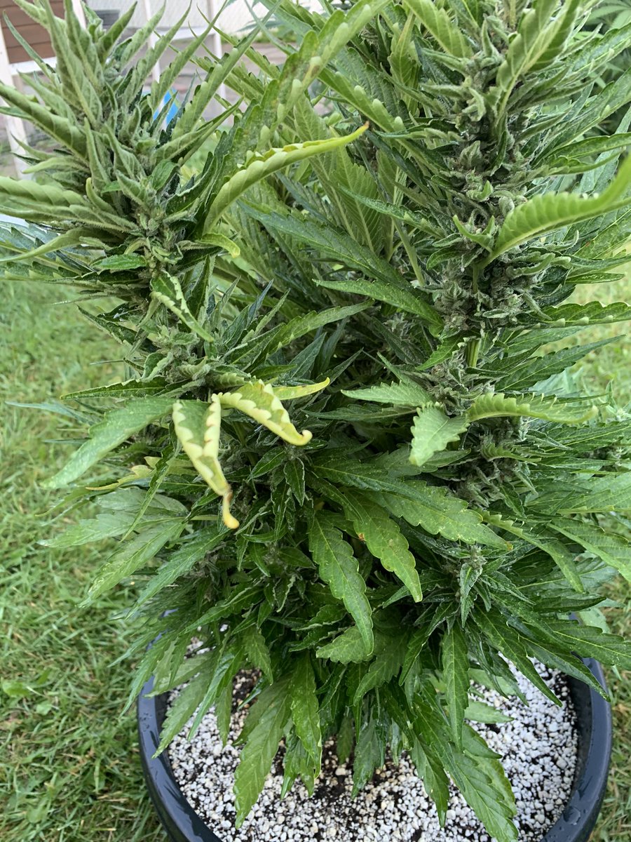WhiteHatRat's tweet photo. @ParklandFlower Afghan auto update: looks good, smells great. If I’m doing this right we talking 2 more weeks on this! #growyourown #secondgrow #firstauto https://t.co/QTHIL1pnPu