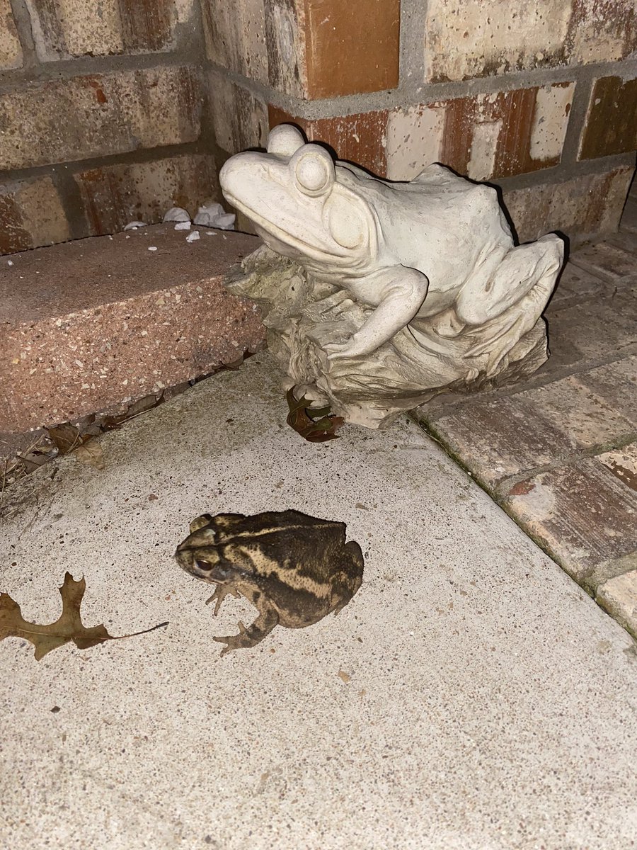 Tim Dillon tweet media