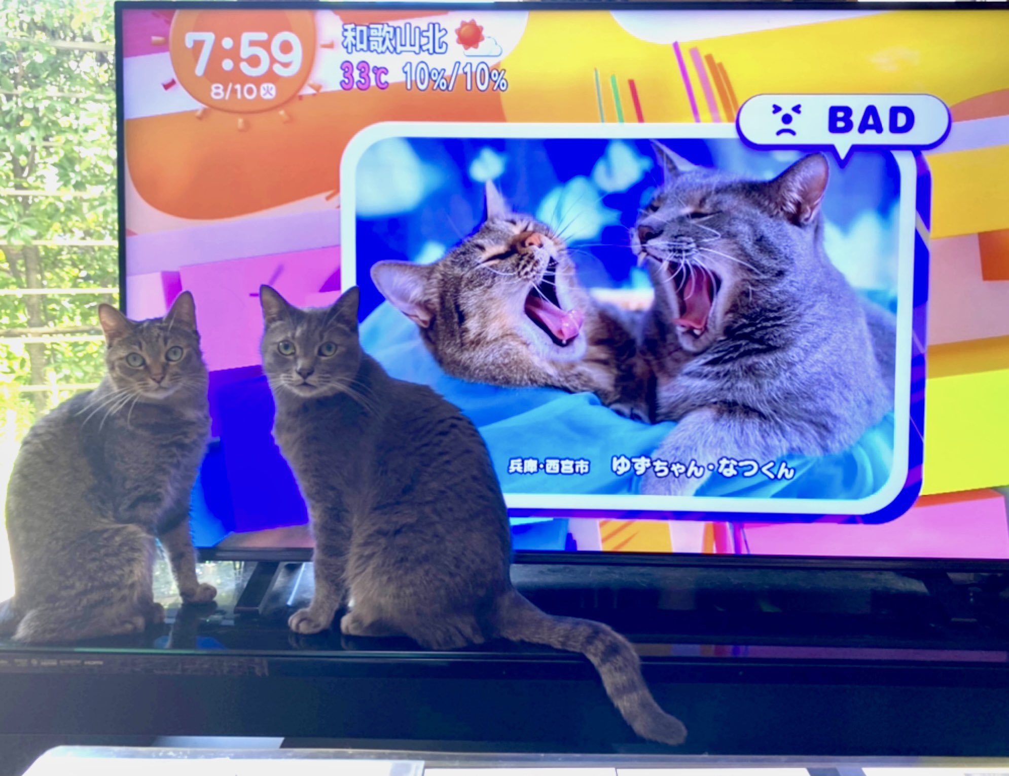 ゆずなつ めざましテレビの占いコーナーに登場しています みんにゃに元気を届けたいっ おーーきなふたりのあくびです 8 9 8 13の8時前の占いコーナー 一瞬なので まばたき厳禁で見てね めざましテレビ 今日の占いカウントダウン