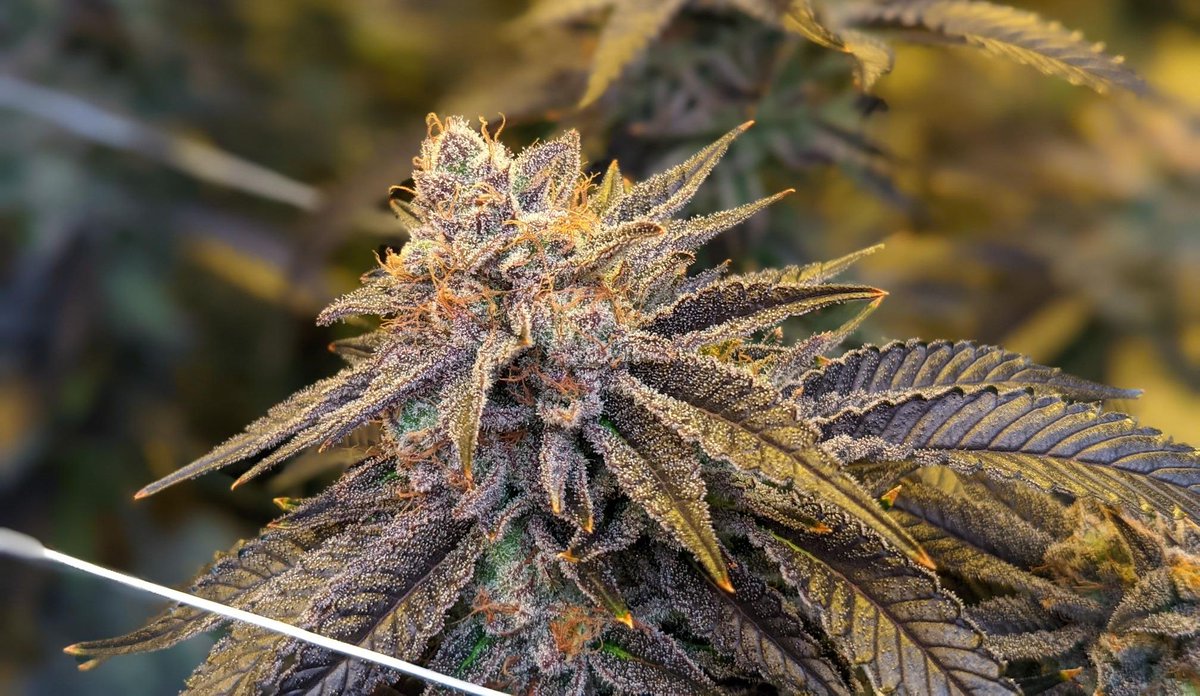 Mimosa Mondays... Who's in?