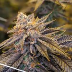 Photo by DISTINKT cannabis (@DistinktC)