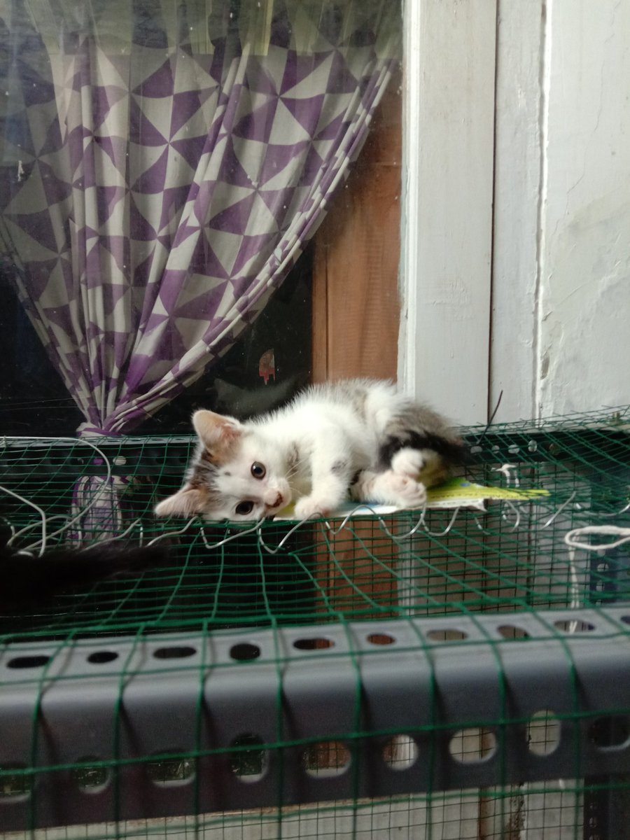 _hanwook's tweet photo. -OPEN FOR ADOPTION FREE-

Kucing betina domestik umur 4 bulan
📍dom Malang

tolong bantu RT ya makasiii✨
#OpenAdopt #adopsikucing #adoptme #kucing https://t.co/2D6k0NQMSL https://t.co/DvlhlvyTky