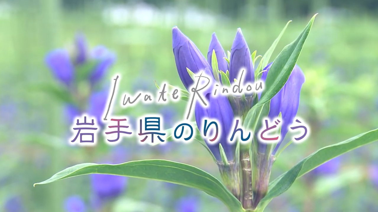 岩手県広聴広報課 岩手県は出荷量日本一を誇る りんどう の産地 冷涼な気候を生かした色鮮やかな りんどう の魅力が詰まった動画をyoutube上で公開しています 動画を視聴して りんどうの魅力に触れてみてください 30秒動画 T Co