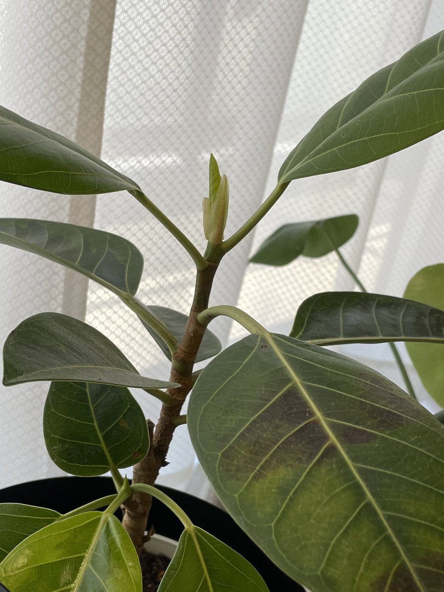 tastust's tweet photo. 家のアルテシマがまた大きくなりました
#観葉植物 https://t.co/6NYR102HRv