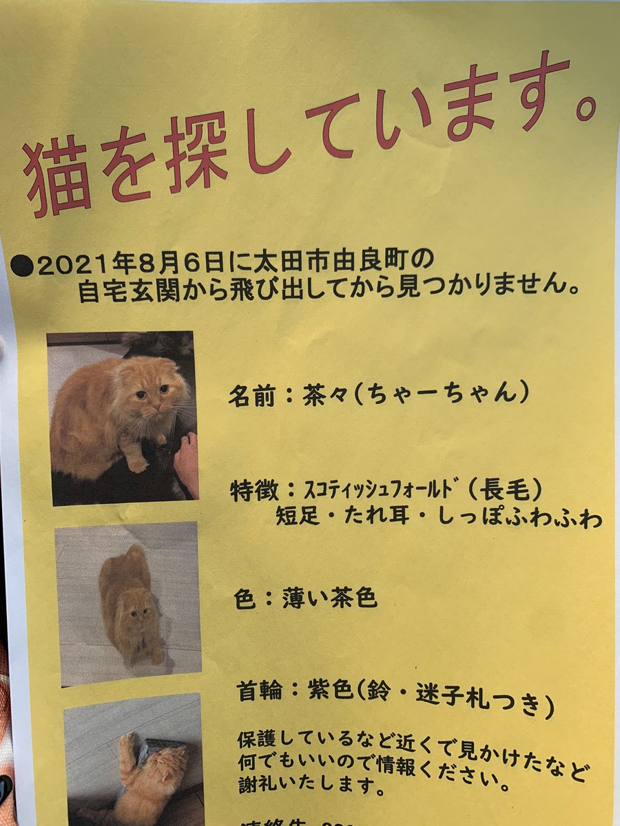 neko_chamiii's tweet photo. 今日、休み明けだったので
保健所、警察に届け出してきました。

ポスターも作って近所のスーパーや
回覧板などに貼らせてもらいました

早く見つかることを願って探してますので
何か情報お持ちの方は
些細なことでもいいので連絡ください

#群馬県 #太田市 #迷子猫 #迷い猫 #探しています #拡散希望 https://t.co/LtuFkorh6f