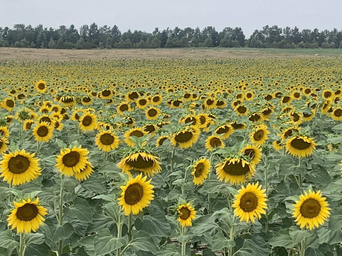 PaulNoot's tweet photo. #northdakota #belegendary #sunflowers #farming #seeds #oil #crops @KXMB https://t.co/C8vf3mdab9