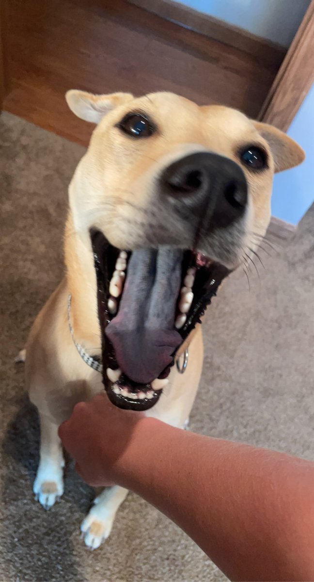 ewat32's tweet photo. If I could be half as happy as Lyla when she gets her morning pets I’d be set for life https://t.co/ojFeod76p7