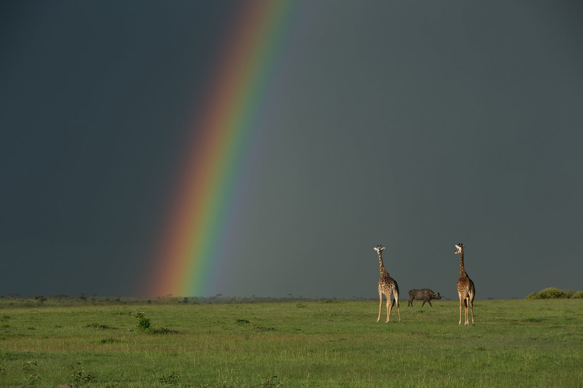In pics: Giraffes walk beneath a luminous rainbow in the Maasai Mara National Reserve in Kenya🌈🦒