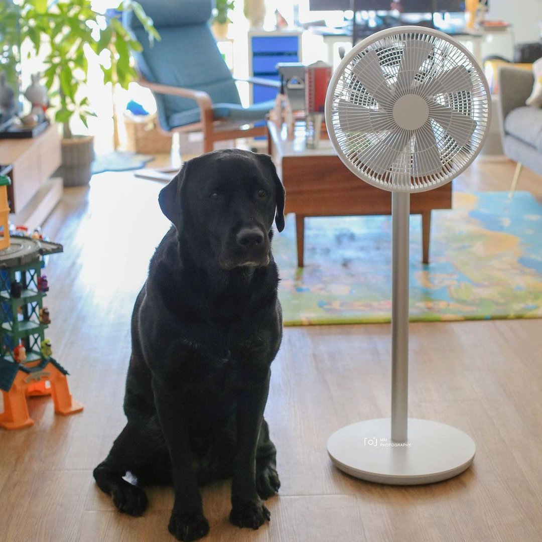 smartmi_global's tweet photo. At the end of summer, unlocks the mystery of breezes our wireless standing fan. Also bring your dogs a cool summer.
📸: @mmlovehx
.
.
.
#smartmi #smarthome #standingfan #wirelessfan #cool #summer #petlovers #petcare #dogs #naturalwind #naturalbreeze https://t.co/FelndMNoDX