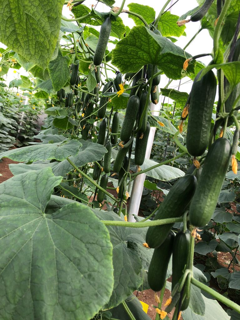 Cristian ha compartido con nosotros sus fotos de los pepinos mini #BeautysunRZ, en Santo Domingo, El Ejido. Plantado el 21 de septiembre del año pasado.  💬 "Es el tercer año que seguimos confiando en él" nos contaba. ¡Gracias amigo! 👍☺

ℹ️ innovamosjuntos.es/variedades-de-…