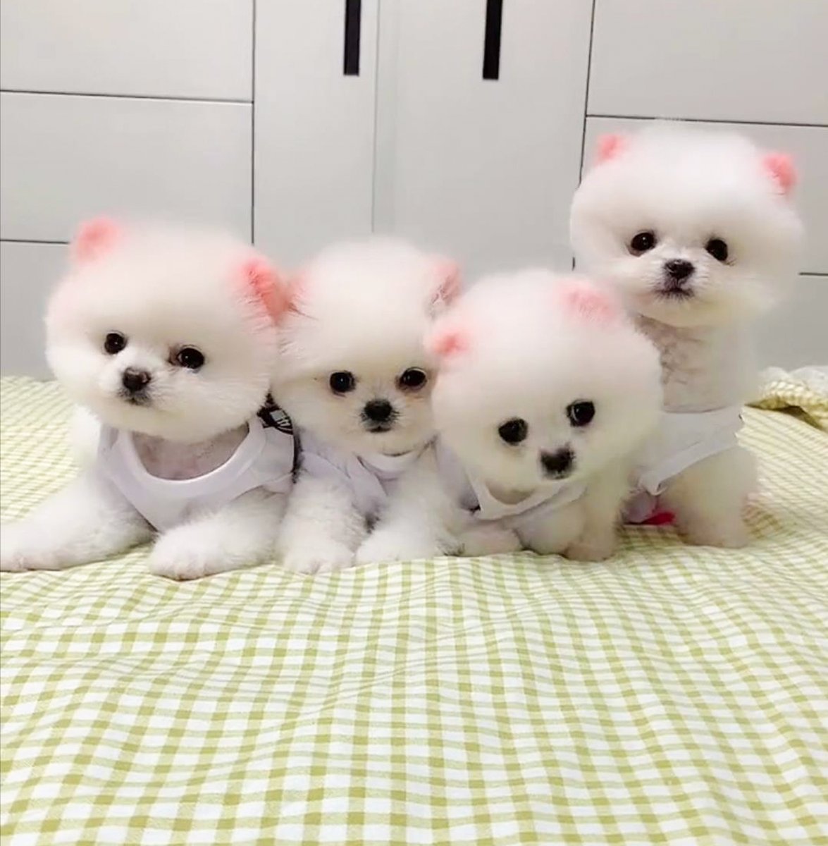 Boo The Pomeranian Cutest Dog Alive Cute Puppy😍🐶Cute And Funny Dogs Videos  Compilation, image size:1175x1200