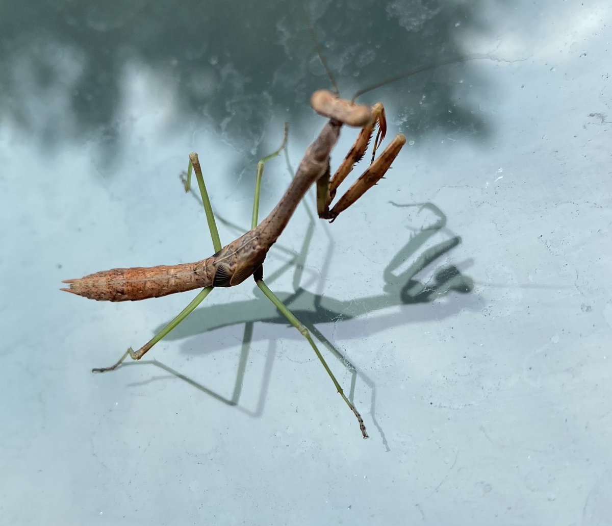 Alien visitor? On my car?