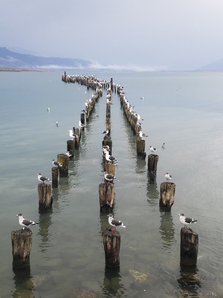 SalvadorMVios's tweet photo. El distanciamiento social en Puerto Natales https://t.co/6wTsdHrfys